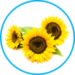 Helianthus Annuus Ingredient