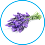 Lavendula Angustifolia Ingredient