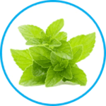Mentha Piperita Ingredient
