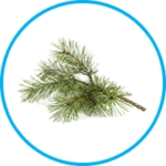 Pinus Sylvestris Ingredient