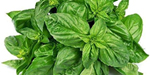 Basil Leaves Ingredients