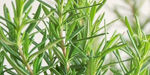 Rosemary Leaves Ingredients